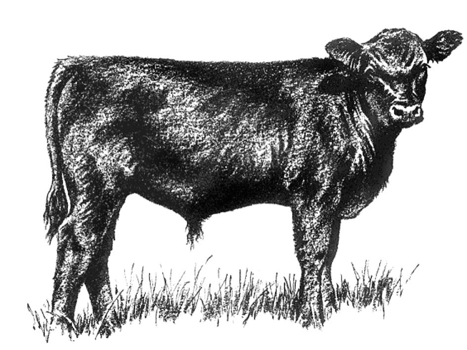 Beefmaster Cattle