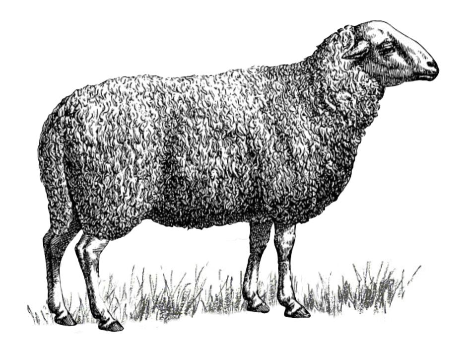 Letelle Sheep